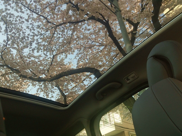 パノラミックガラスルーフからの桜。