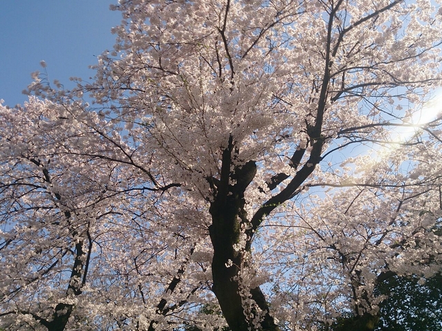 パノラミックガラスルーフからの桜。